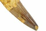 Real Spinosaurus Tooth - Partial Root & No Repair #208409-2